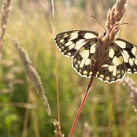 Marbled White wideangle 3 
